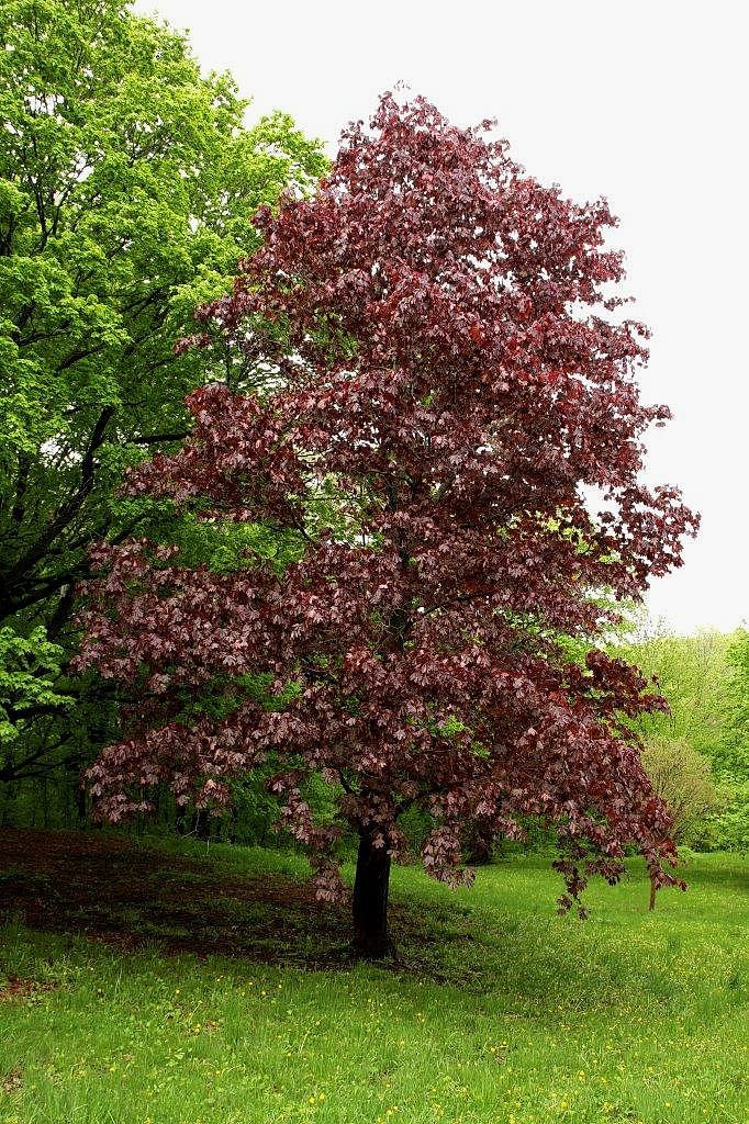 Acer platanoides“Crimson King”  'Akçaağaç Kırmızı Yapraklı'