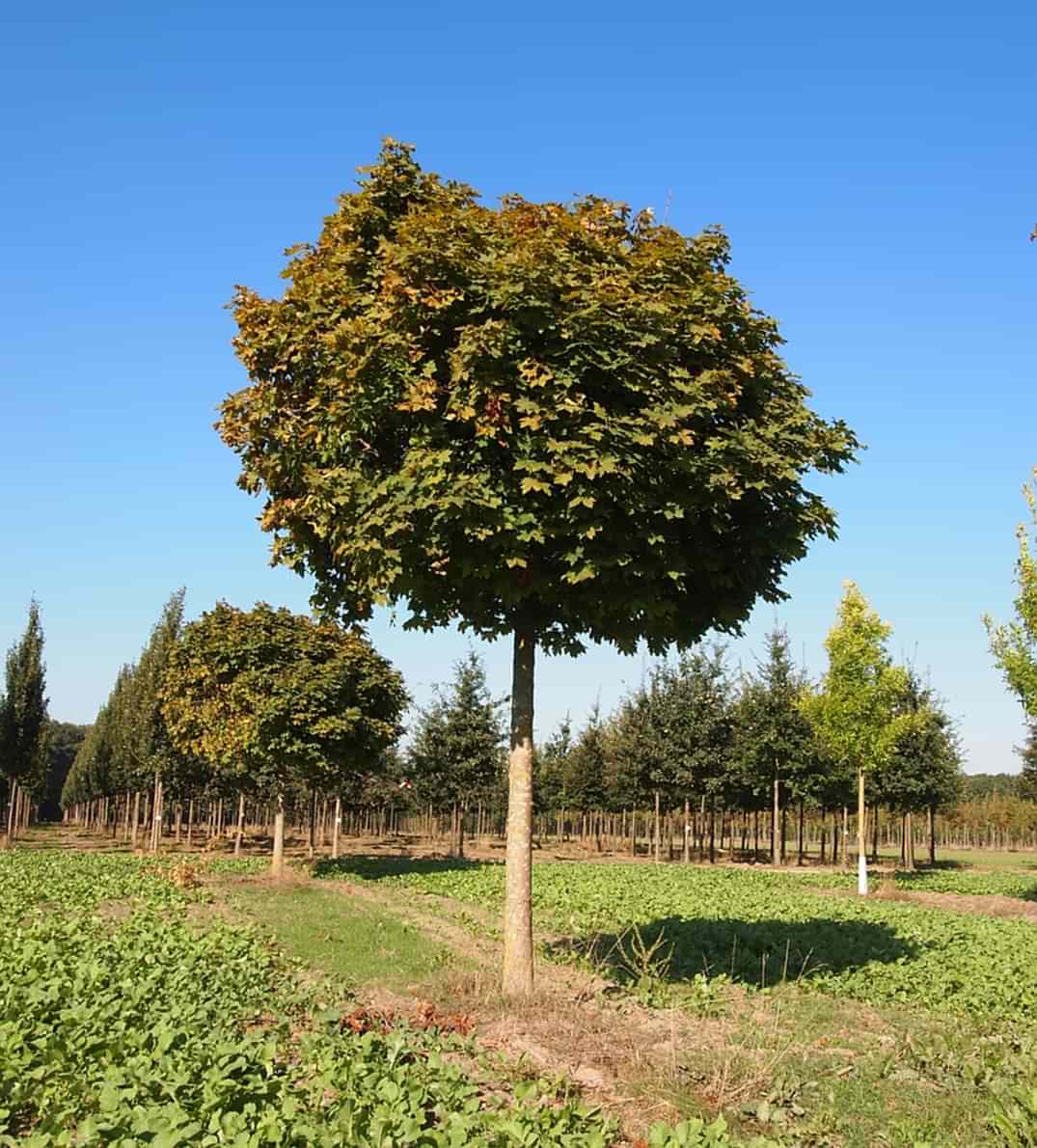 Acer platanoides “Globusum 'Top Akçaağaç'