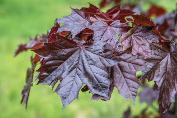 Acer platanoides“Royal Red”  ‘Akçaağaç Kırmızı Yapraklı Kraliyet’