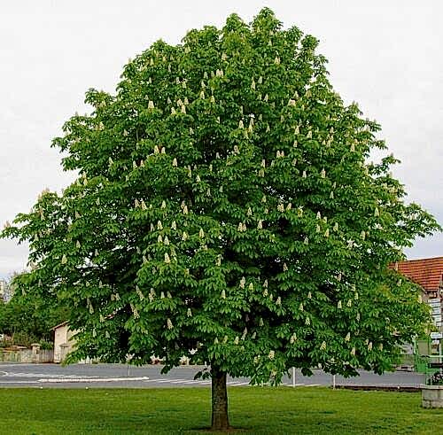 Aesculus hippocastanum  'At kestanesi'